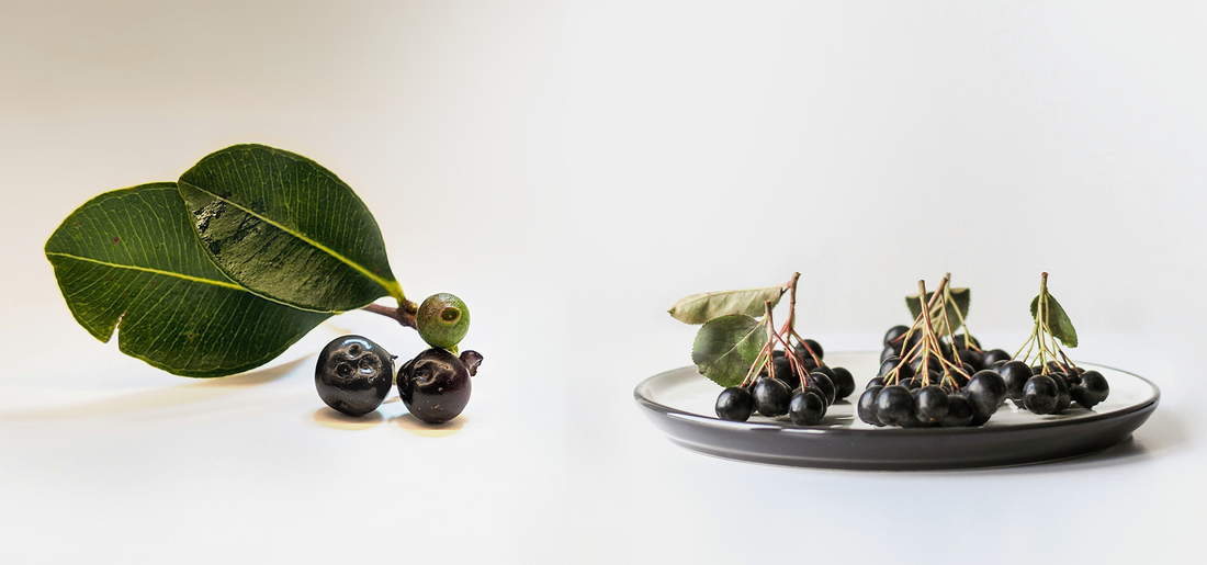 Acai Berry: The Amazonian Secret for Gut & Immune System Support