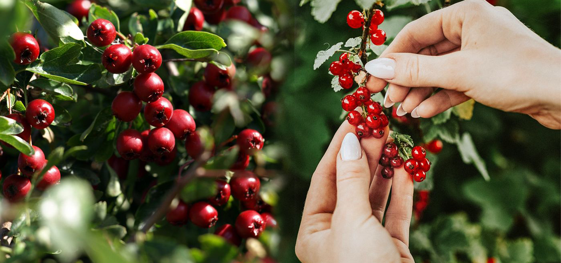 Goji Berries: Ancient Focus Secret or Modern Marketing Hype?