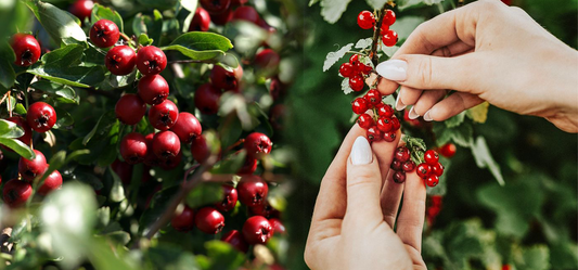 Goji Berries: Ancient Focus Secret or Modern Marketing Hype?